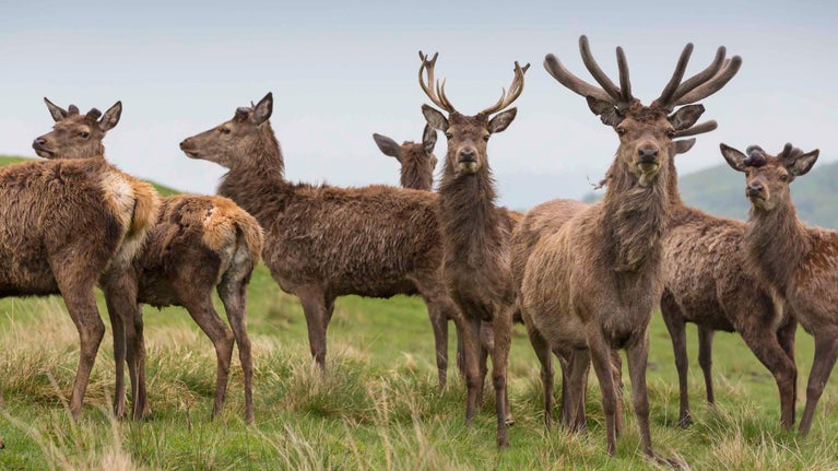 A herd of red deer at Lyme Park